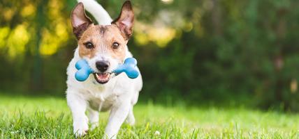 Pet Dog running in ground