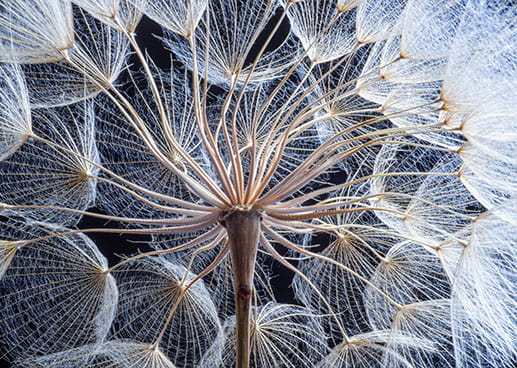 close up shot of plant stem