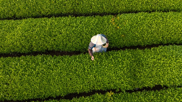 A person wearing a conical hat harvesting tea leaves in neatly arranged rows of a lush green plantation.