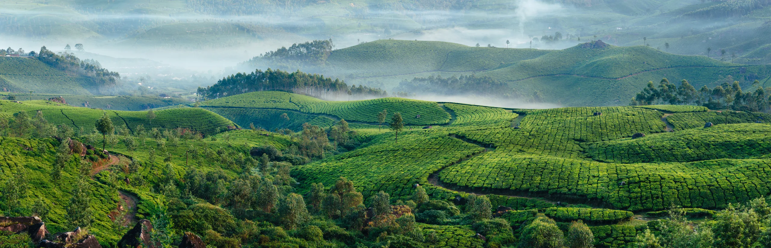 Green hills of tea plantations in Munnar