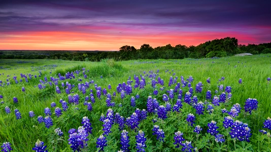 Texas bluebonnets