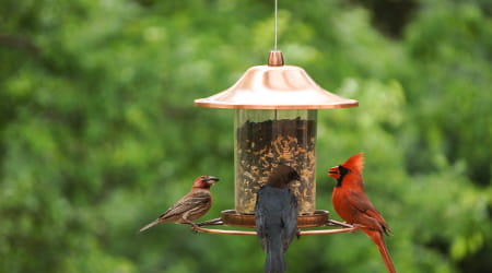 A bird at a birdfeeder