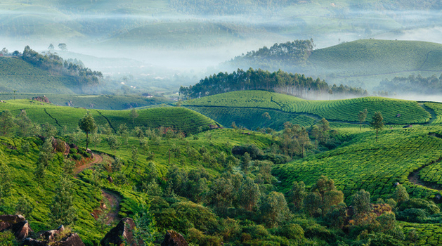 Green hills of tea plantations in Munnar