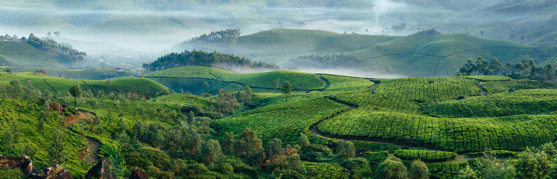 Green hills of tea plantations in Munnar