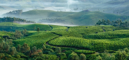Green hills of tea plantations in Munnar 