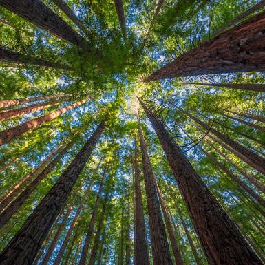 tall trees shooting up to the sun