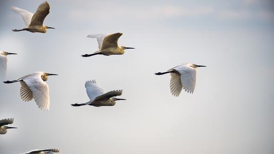 birds flying in the sky