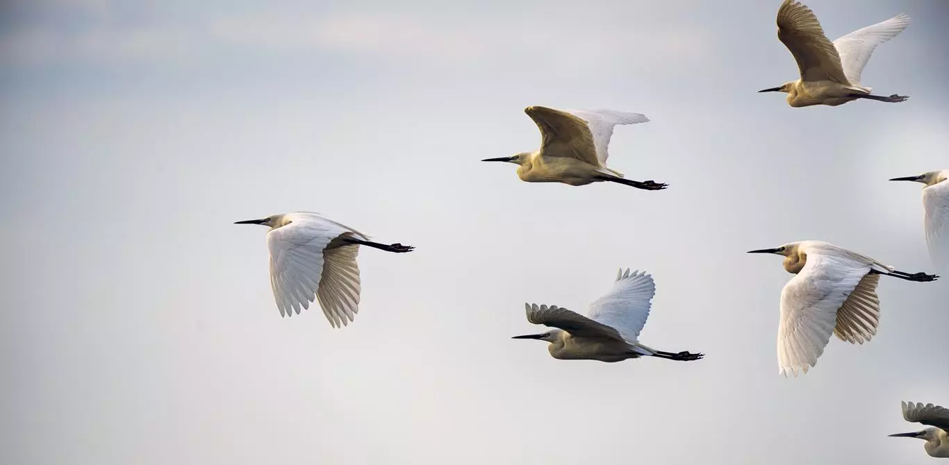 Flying Birds