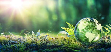 clear globe among greenery