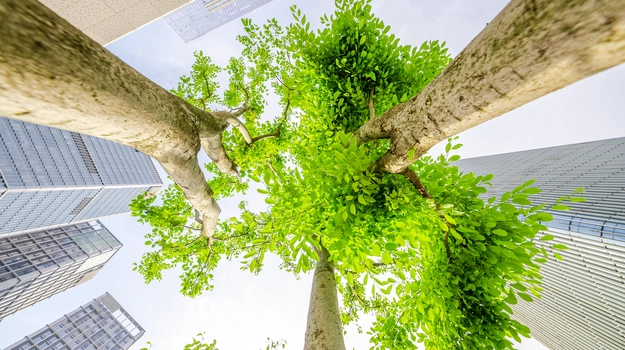 Green trees with the building