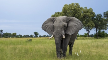 elephant in grassy area