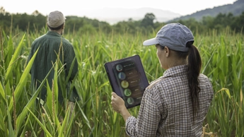 Two agronomists using AI software on digital tablet in agriculture, examining organic corn crops.