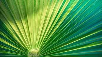 green leaf