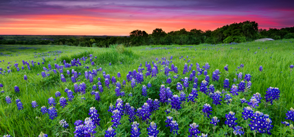 Texas bluebonnets