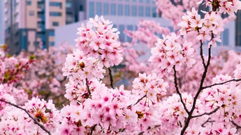 Beautiful pink flowers