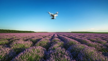 Drone is flying in beautiful garden